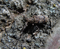 Mesosa nebulosa