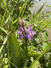 Dactylorhiza × grandis
