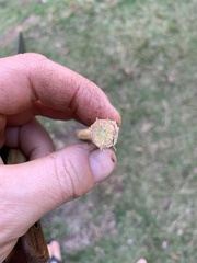 Amphilophium crucigerum