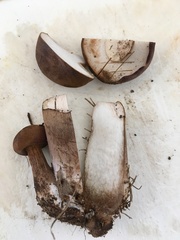 Tylopilus ferrugineus