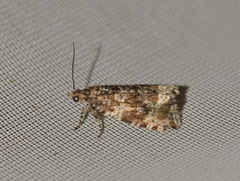 Celypha flavipalpana