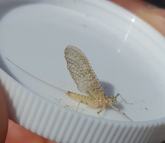 Maccaffertium mediopunctatum