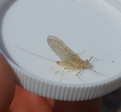 Maccaffertium mediopunctatum