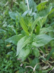 Silene latifolia