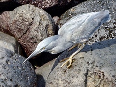 Butorides striata sundevalli