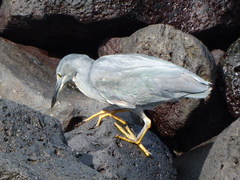 Butorides striata sundevalli