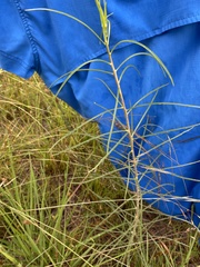 Asclepias engelmanniana