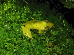 Pristimantis caryophyllaceus