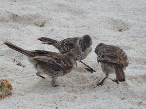 Mimus parvulus