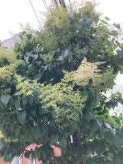 Syringa reticulata