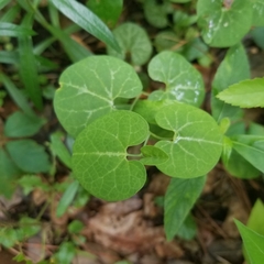 Aristolochia fimbriata