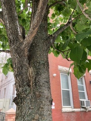 Syringa reticulata