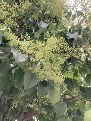 Syringa reticulata