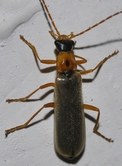 Rhagonycha varians
