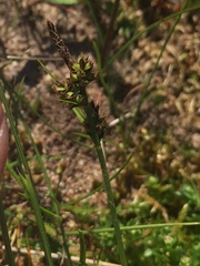 Carex pilulifera