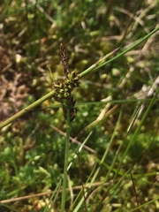 Carex pilulifera