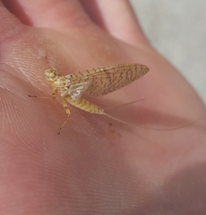 Maccaffertium pulchellum