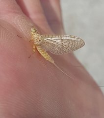 Maccaffertium pulchellum