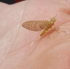 Maccaffertium pulchellum