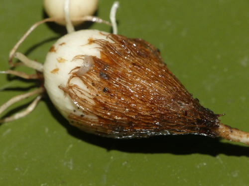 Gladiolo dei campi