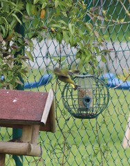 Chloris chloris