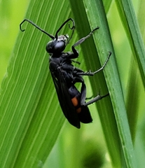 Anoplius americanus