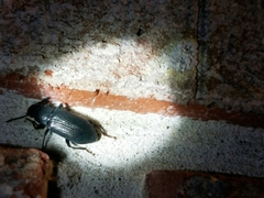 Xylopinus saperdoides