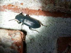 Xylopinus saperdoides
