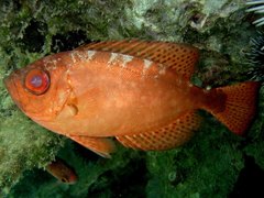 Priacanthidae