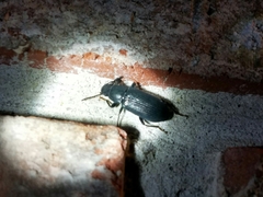 Xylopinus saperdoides