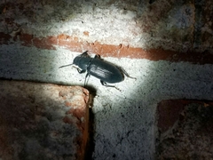 Xylopinus saperdoides