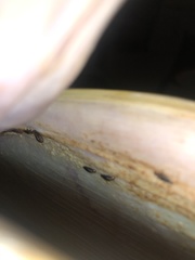 Piagetiella