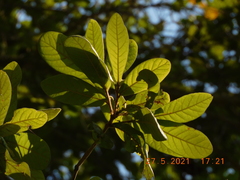 Quercus elliptica