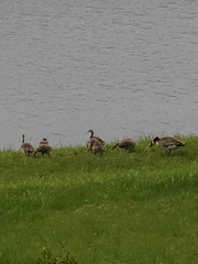 Branta canadensis
