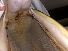 Piagetiella
