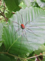 Leiobunum ventricosum