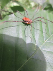 Leiobunum ventricosum