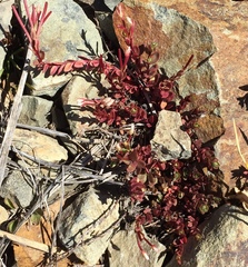 Epilobium porphyrium