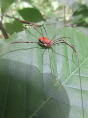 Leiobunum ventricosum