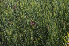 Indigofera filifolia