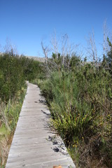 Indigofera filifolia