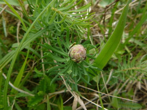 Spurgia euphorbiae