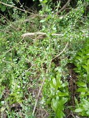 Coprosma propinqua propinqua