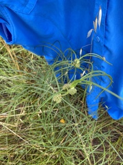 Asclepias engelmanniana