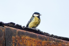 Parus major