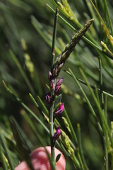Indigofera filifolia