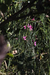 Indigofera filifolia