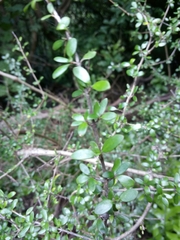 Coprosma propinqua propinqua