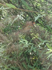 Cardinalis cardinalis