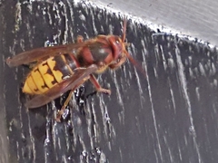 Vespa crabro
